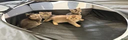 British Shorthair cats for sale: Black Golden British Shorthair Kittens for Sale in Nottingham - Advert 16