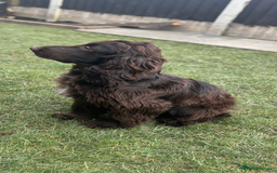 Cockapoo dogs for sale: OUTSTANDING FB1 COCKAPOOS - Image 21