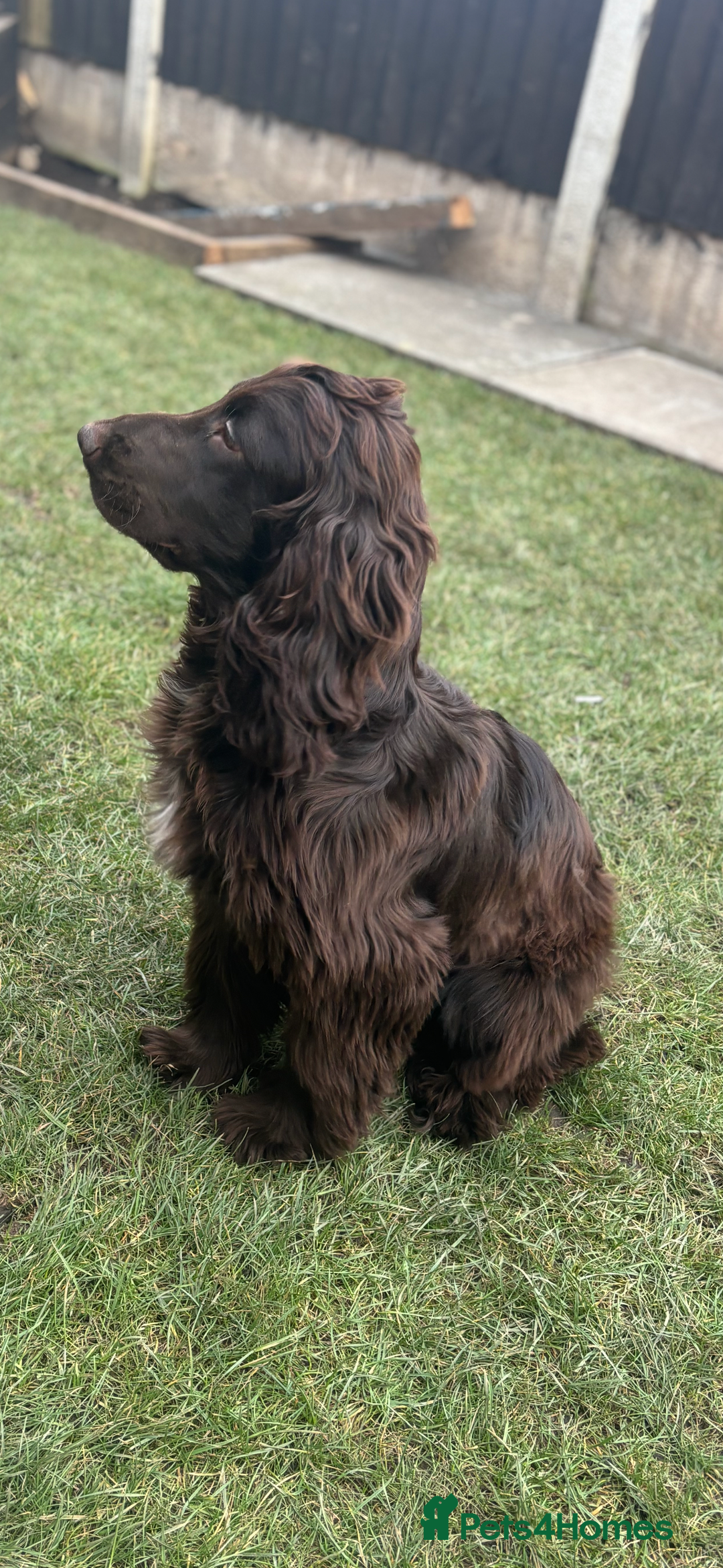 Cockapoo dogs for sale: OUTSTANDING FB1 COCKAPOOS - Image 21