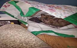 Burmese cats for sale: Burmese Kittens – Two Chocolate  - Image 10