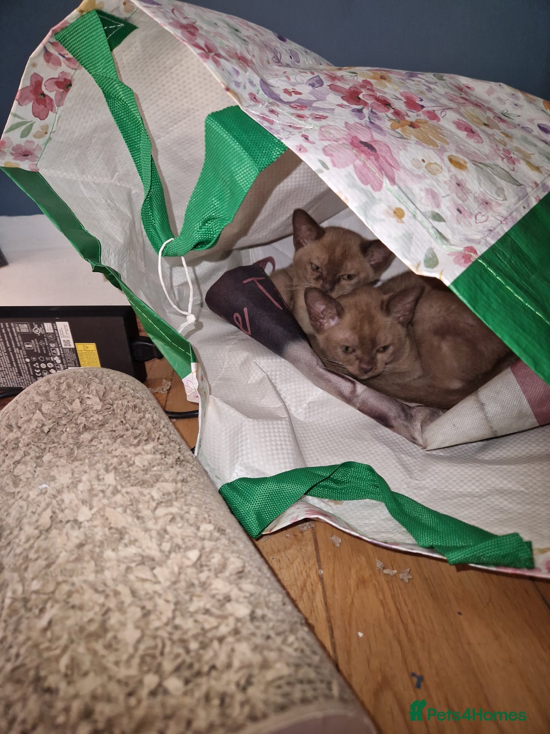 Burmese cats for sale: Burmese Kittens – Two Chocolate  - Image 10