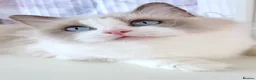 Ragdoll cats for sale: INDOOR FULL PEDIGREE 4 YEARS RAGDOLL FEMALE CAT - Advert 8