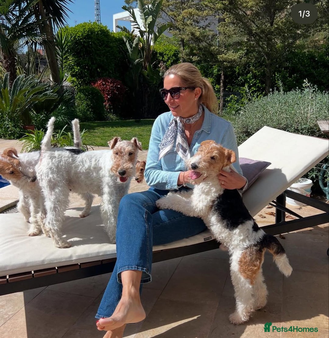 Fox Terrier dogs for sale: Adorable Wire Fox Terrier Puppies for Sale! - Image 6