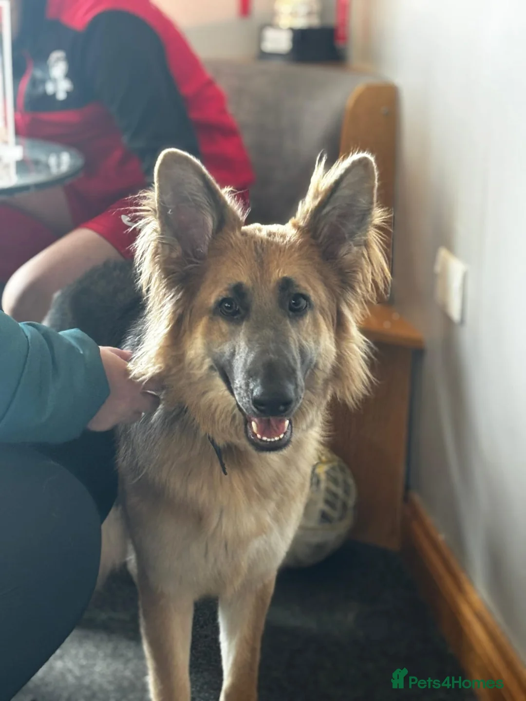 German Shepherd dogs for sale: 13 month old female german shepherd in Gateshead - Advert 2
