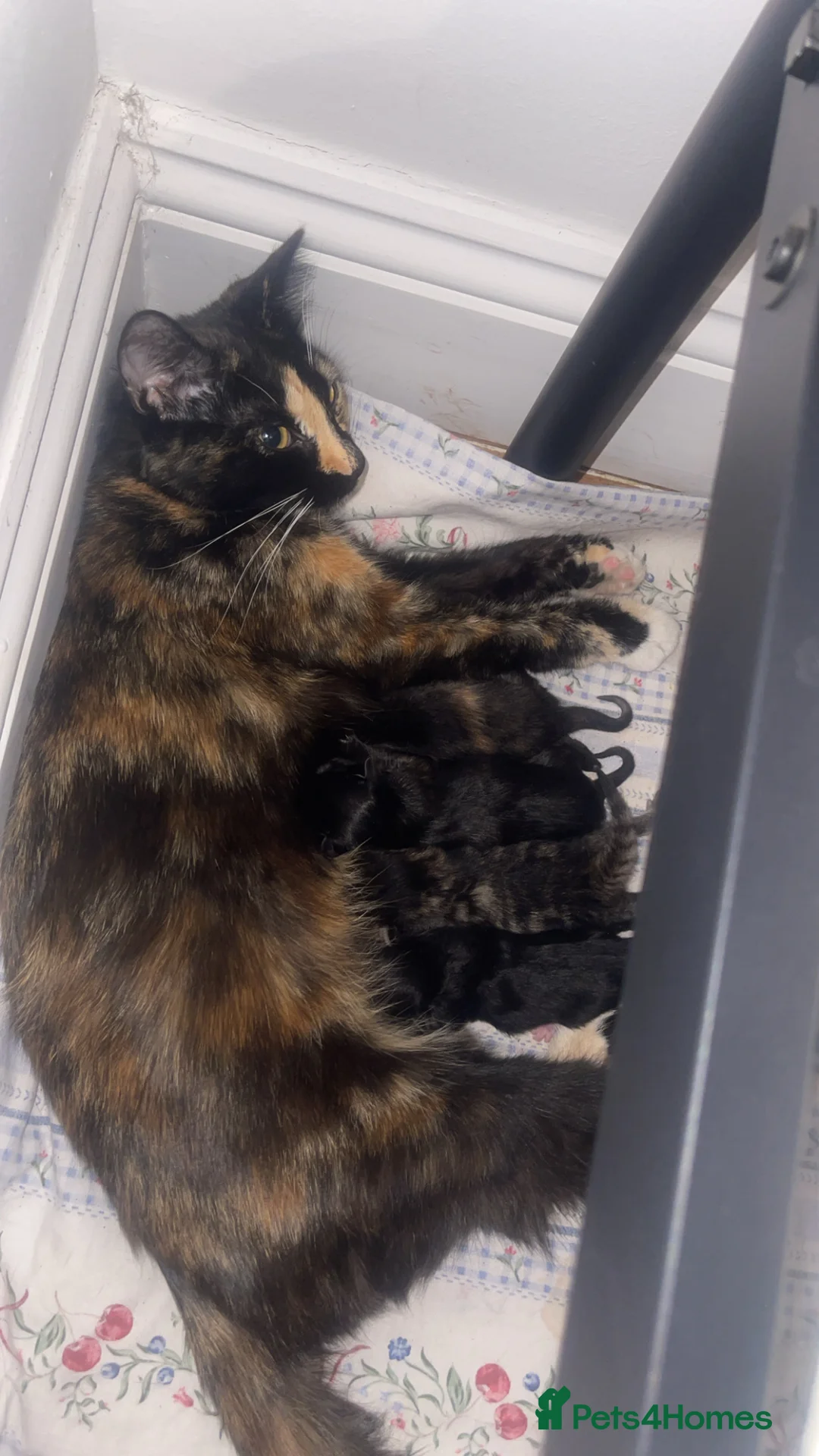 Domestic Shorthair cats for sale: 4 Domestic Shorthaired kittens - Advert 2