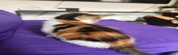 Mixed Breed cats for sale: Beautiful Calico Female Kitten - Last Available in Basingstoke - Advert 12