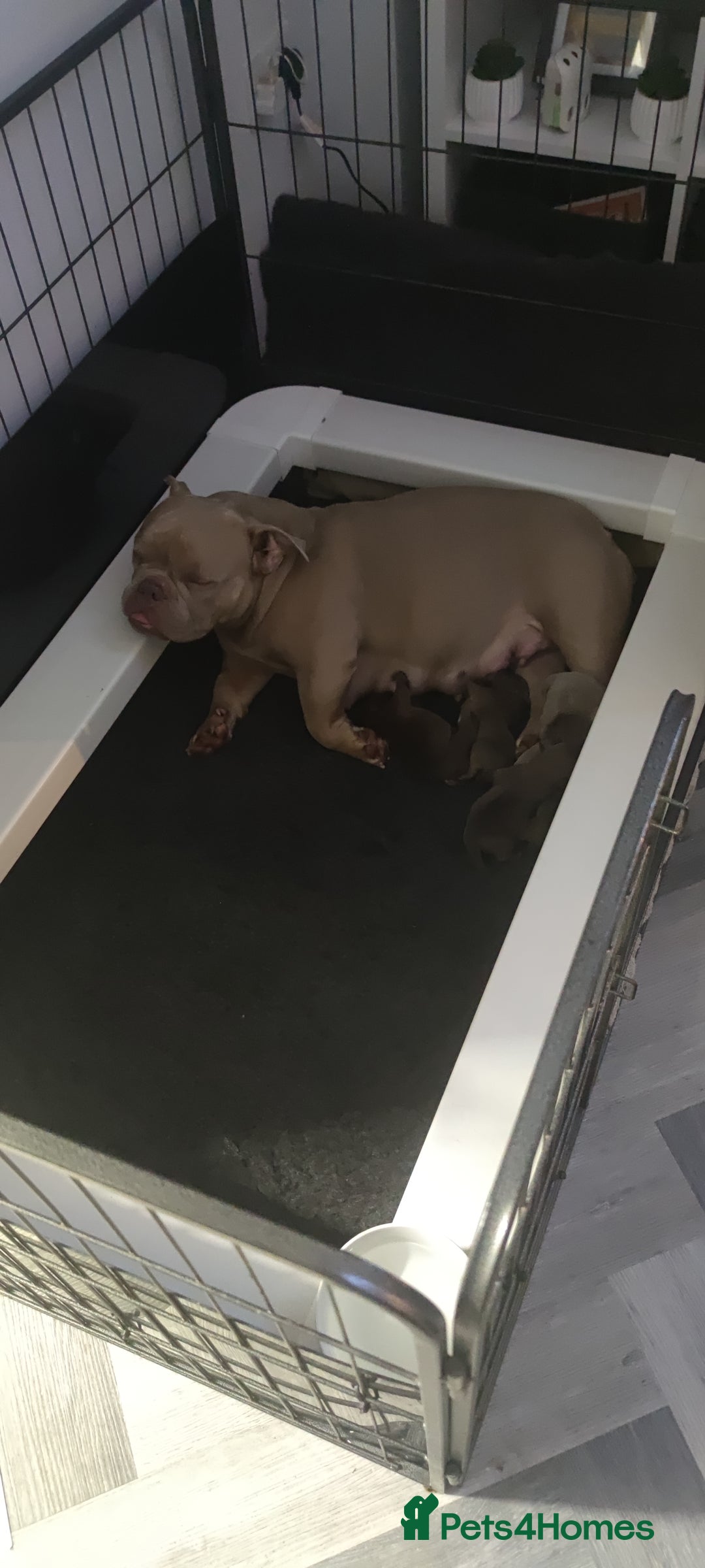 American Bully dogs for sale: Abr Micro Exotic American Bully - Image 7