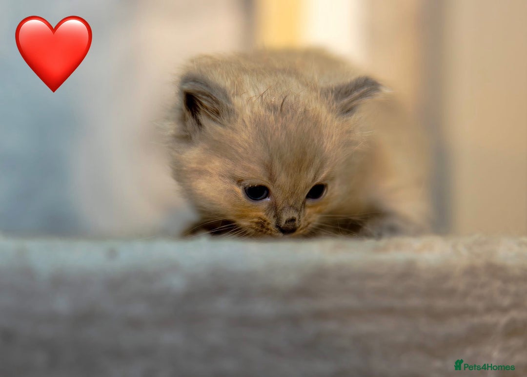 Ragdoll cats for sale: ✨ Beautiful Pure Ragdoll Kittens Available ✨ - Advert 5