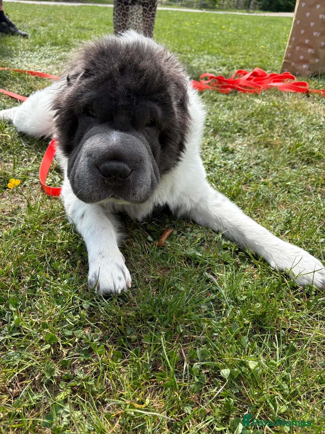 Shar Pei dogs for stud: Bear coat flowered Shar Pei STUD - Advert 5