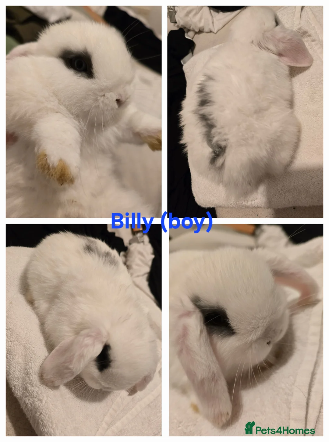 Mini Lop rabbits for sale: Beautiful mini lops x9 - Advert 2