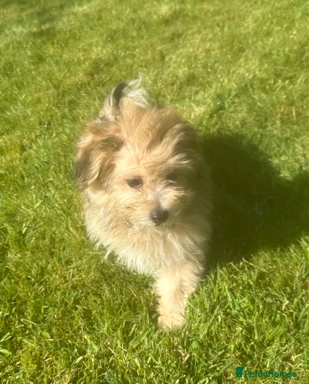 Mixed Breed dogs for sale: Pomchon huggy bear - Advert 1
