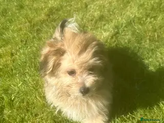 Mixed Breed dogs Pomchon huggy bear - Advert 1