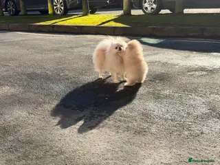 Pomeranian dogs Beautiful Purebred Pomeranian Puppies - Advert 1