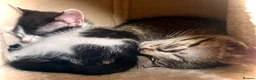 Mixed Breed cats for sale: Beautiful Litter of Playful Kittens, Siamese Cross - Advert 33