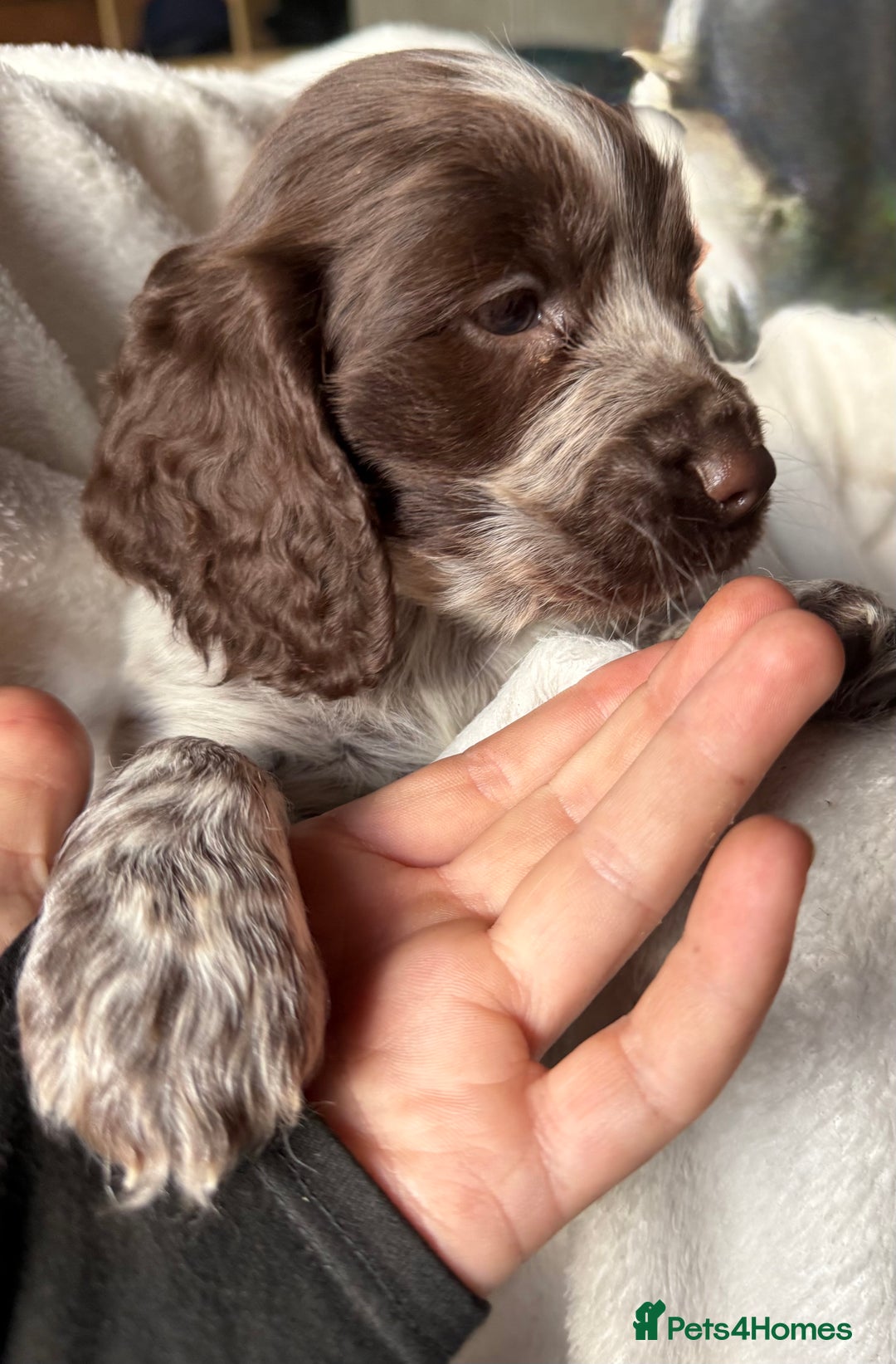 Sprocker dogs for sale: unbelievably marked sprockers 😍 - Image 4