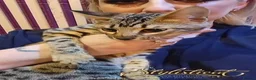 Savannah cats for sale: Proven stud and Young adult F3 female on active re - Advert 18