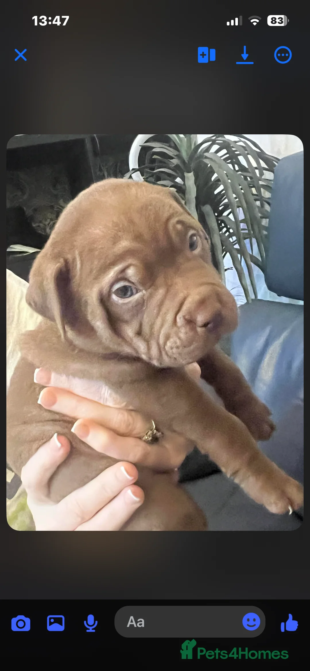 Mixed Breed dogs for sale: Shar pei x pocket bully - Advert 13
