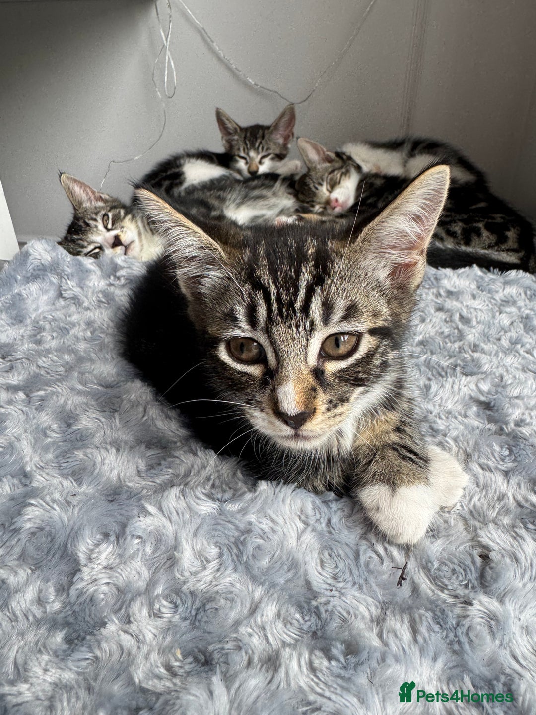 Mixed Breed cats for sale: Stunning tabby kittens  - Image 4