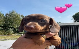 Miniature Dachshund dogs for sale: Beautiful Miniature Dachshund puppies - Image 2