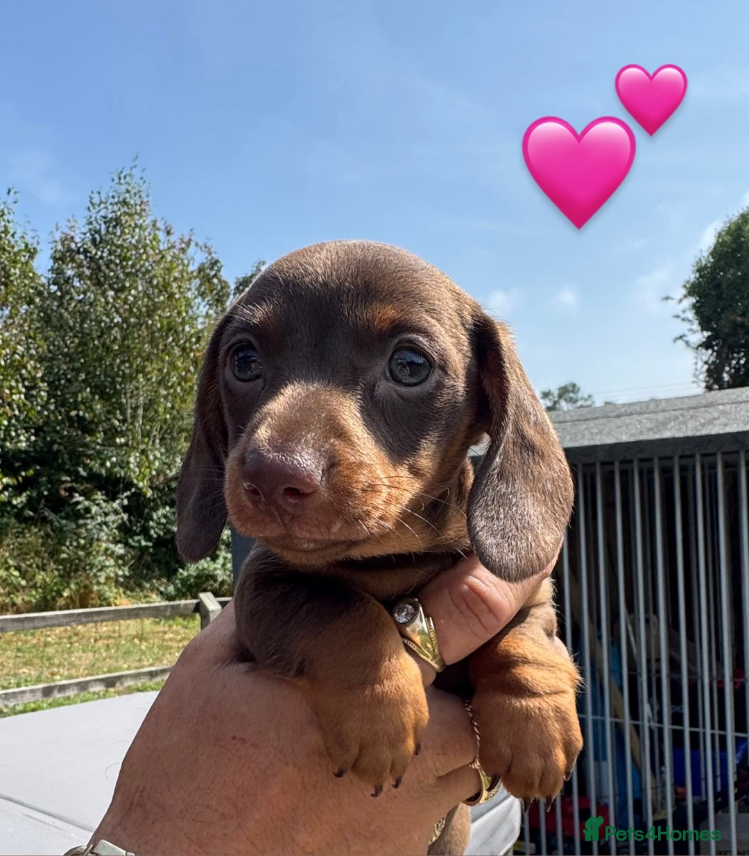 Miniature Dachshund dogs for sale: Beautiful Miniature Dachshund puppies - Image 2
