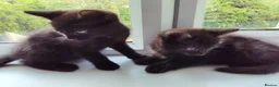 Mixed Breed cats for sale: 2 Boys - Advert 2