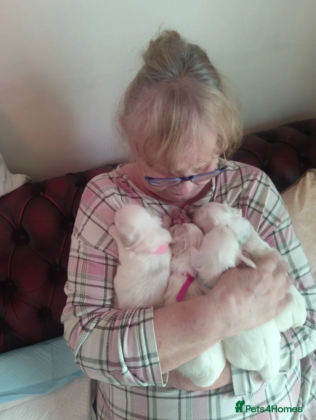 Maltese dogs for sale: 2 female Maltese puppies - Advert 2