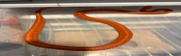 Corn Snake reptiles for sale: Male corn snake  in London - Advert 1