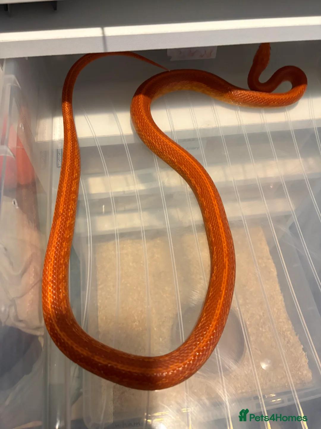 Corn Snake reptiles for sale: Male corn snake  in London - Advert 1