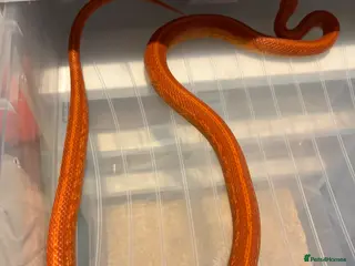 Corn Snake reptiles Male corn snake - Advert 18