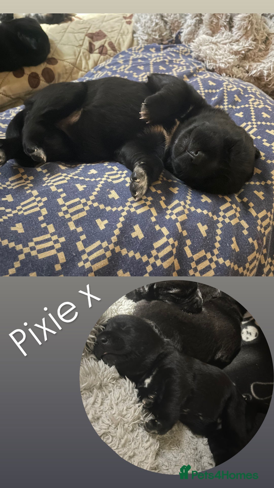 Mixed Breed dogs for sale: Labrador cross with Siberian husky  - Advert 16