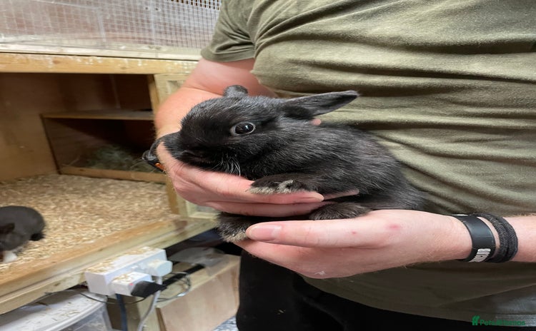Netherland Dwarf rabbits - Advert 2