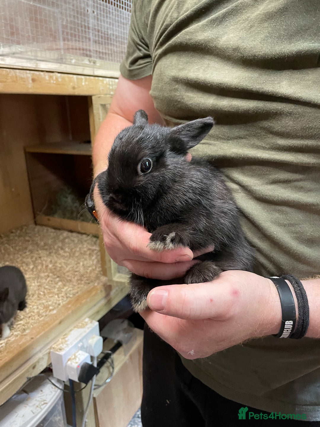 Netherland Dwarf rabbits for sale: Netherlands dwarf Doe  - Image 1