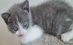 British Shorthair cats for sale: British Blue shorthair, Lilac, Colorpoint Kittens - Image 6