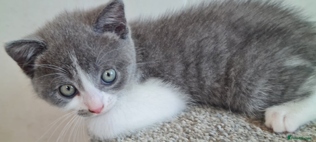British Shorthair cats for sale: British Blue shorthair, Lilac, Colorpoint Kittens - Image 6