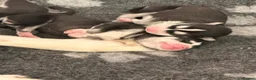 Siberian Husky dogs for sale: Siberian Husky Puppies  in Dunfermline - Advert 17