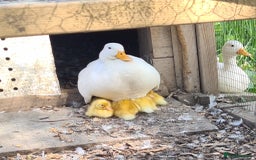 Ducks poultry for sale: CALL DUCKS FOR SALE AS PAIRS - Image 1