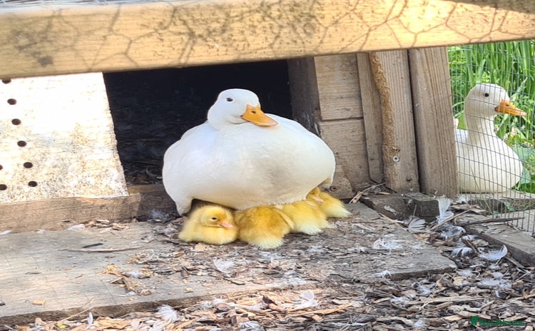 Ducks poultry - Advert 1