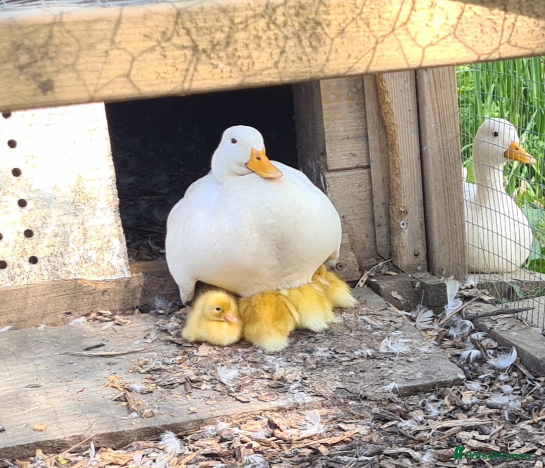 Ducks poultry for sale: CALL DUCKS FOR SALE AS PAIRS - Image 1