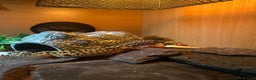 Leopard Gecko reptiles for sale: Full set up and gecko  - Advert 1