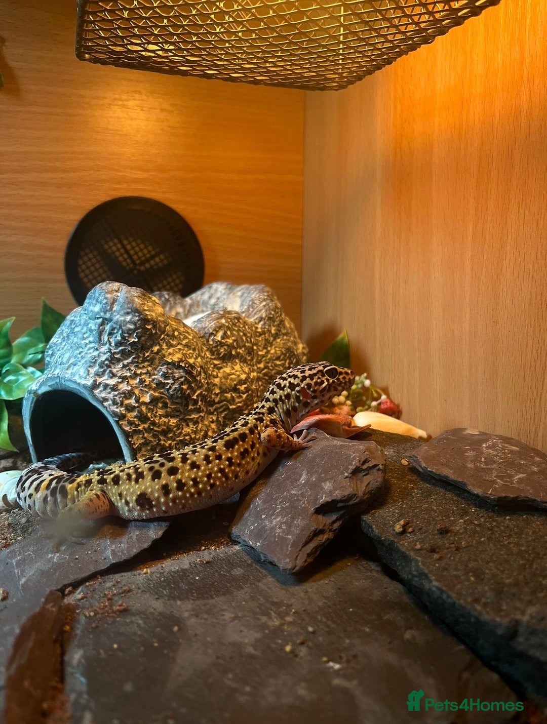 Leopard Gecko reptiles for sale: Full set up and gecko  - Advert 1
