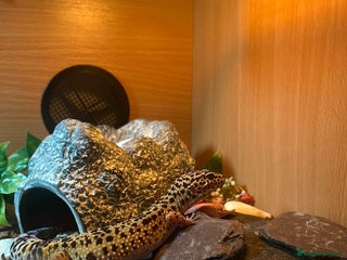 Leopard Gecko reptiles Full set up and gecko - Advert 1
