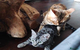 Bengal cats for stud: For Sale Amazing Stud Bengal Male TICA reg litters in Durham - Image 7