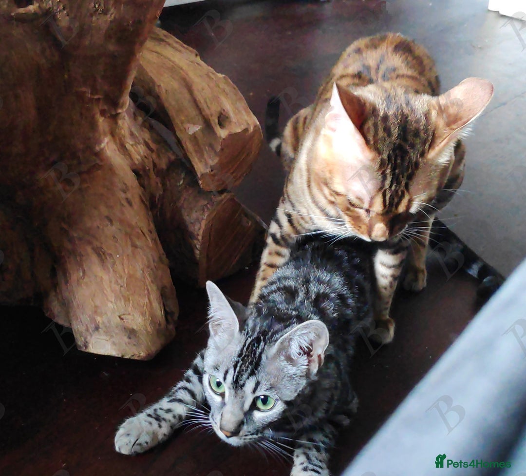 Bengal cats for stud: For Sale Amazing Stud Bengal Male TICA reg litters in Durham - Image 7