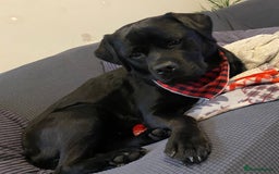 Mixed Breed dogs for sale: Beautiful beloved family dog  - Image 4