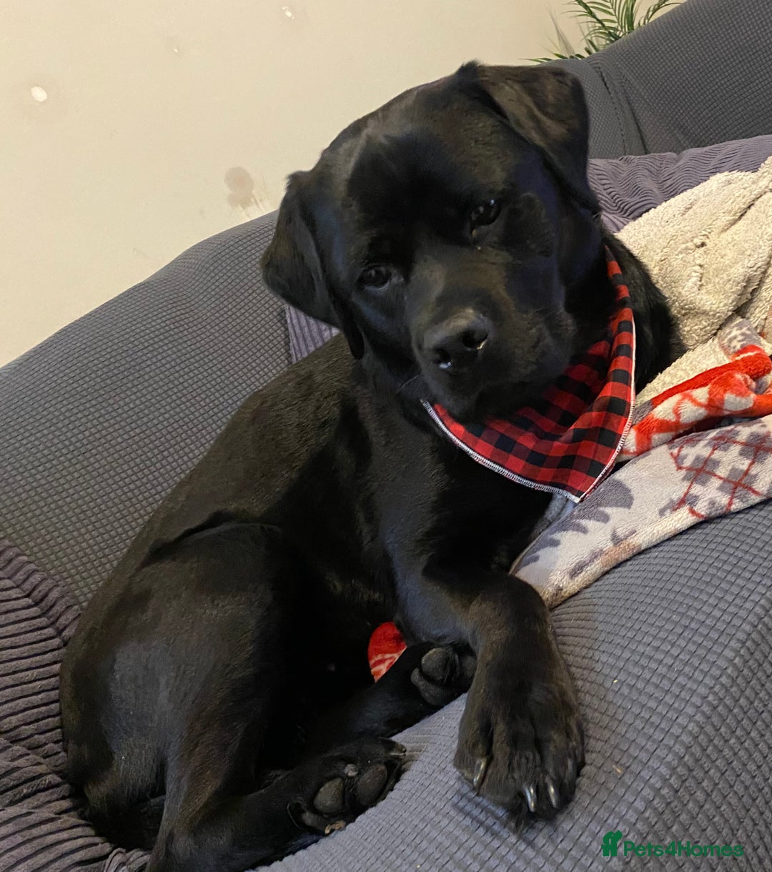 Mixed Breed dogs for sale: Beautiful beloved family dog  - Image 4