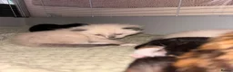 Mixed Breed cats for sale: Beautiful calico and pointed kittens in Woodbridge - Advert 8