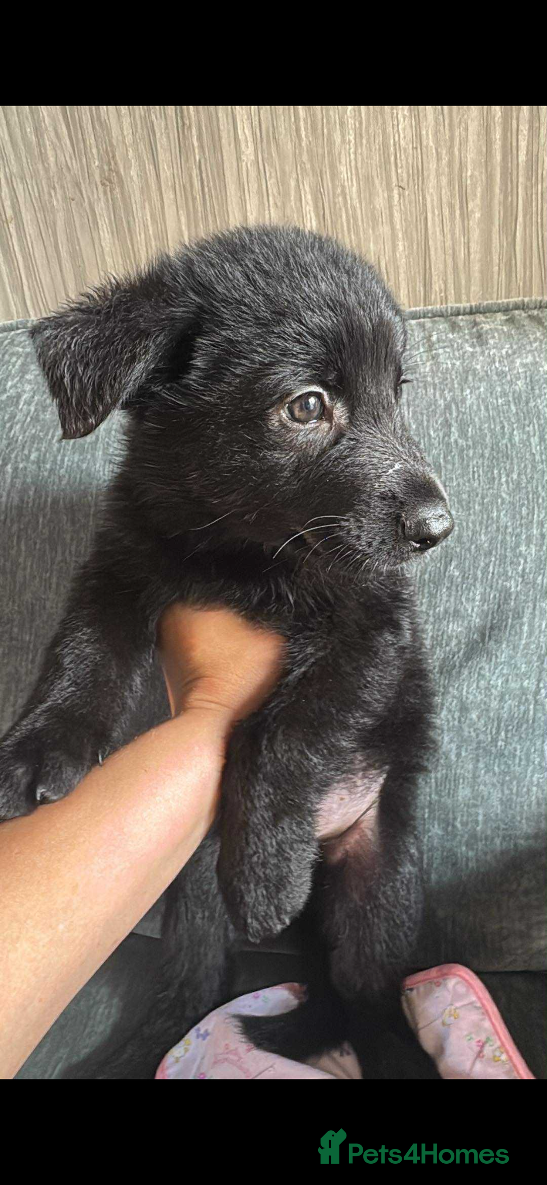 German Shepherd dogs for sale: Full black German shepherd puppies - Image 3