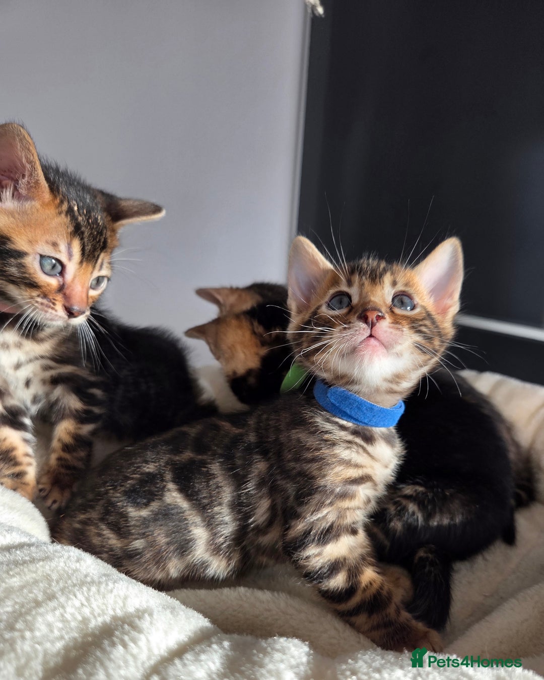Bengal cats for sale: Tica register Bengal Kittens 😸  - Advert 8