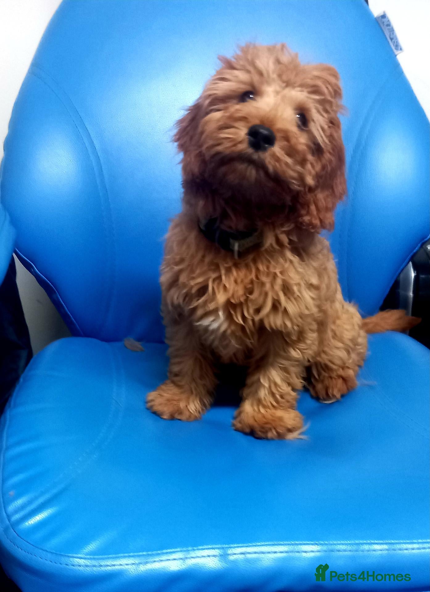 Cavapoo dogs One boy left deep red colour  - Advert 2