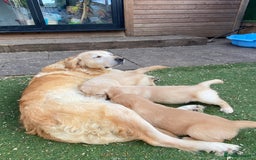 Golden Retriever dogs for sale: 5⭐️ Golden Retriever Puppies - Ready Soon ❤️🐶 - Image 19